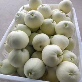 湖北孝感汉川市太和初级农产品收购甜瓜 机遇与挑战