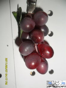 仿真水果工艺品 东阳白云海纳工艺品厂的“甜蜜”商机