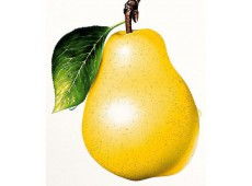 水果选购指南 价格、产地与视觉盛宴（第4页）